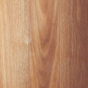 Mountain Spotted Gum