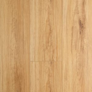 Blackbutt