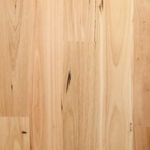 blackbutt wide smooth