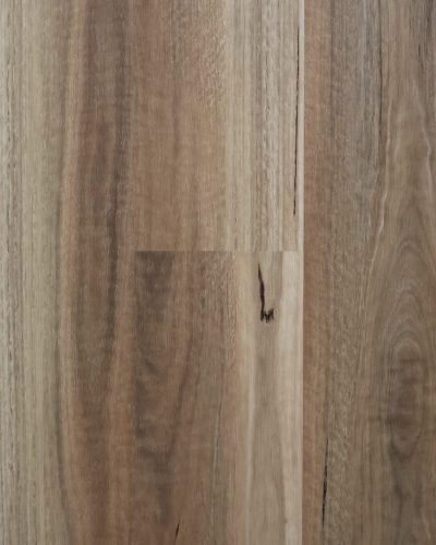 Wild Spotted Gum